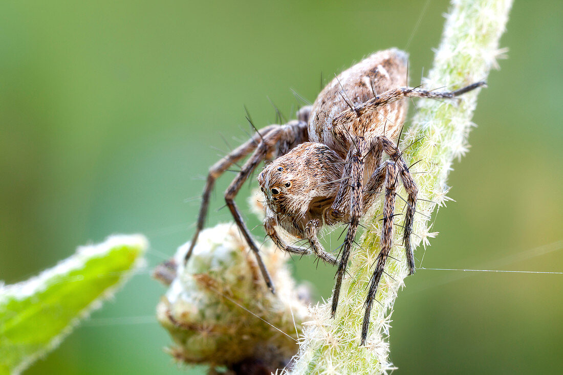 Lynx spider