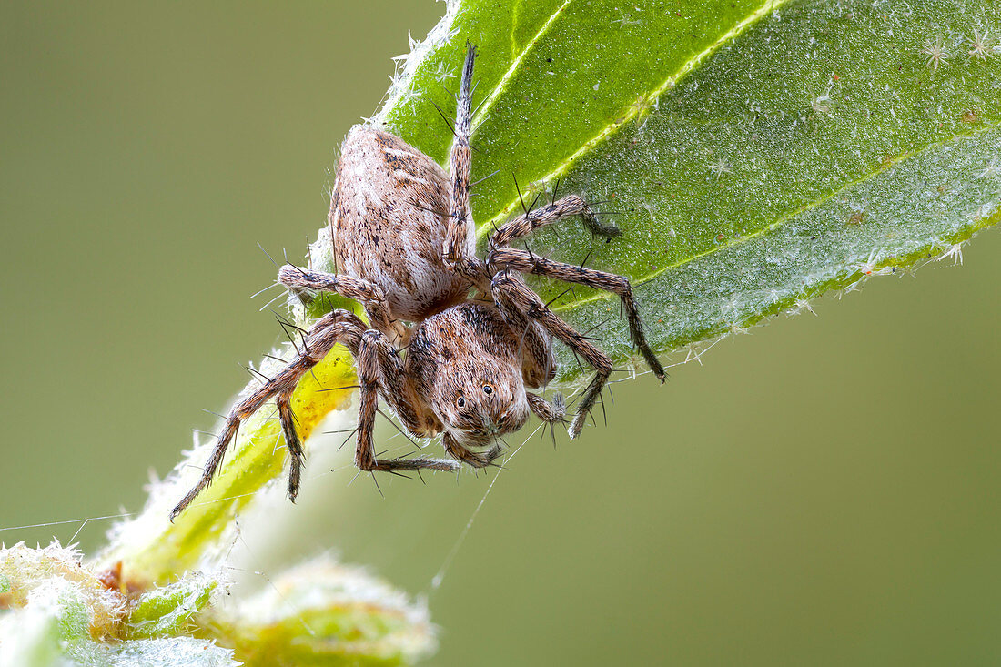 Lynx spider