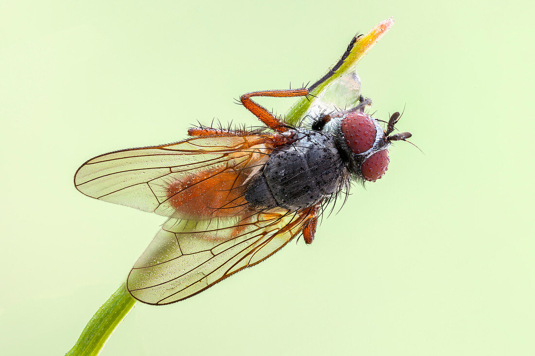 Pegomya bicolor fly