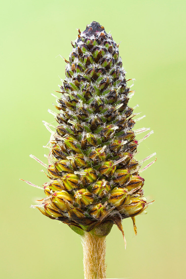Ribwort plantain (Plantago lanceolata) seed head