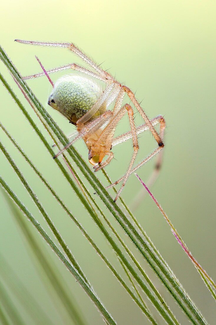 Sheetweb spider