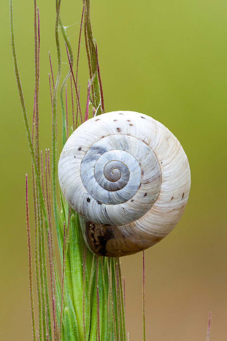Ground snail
