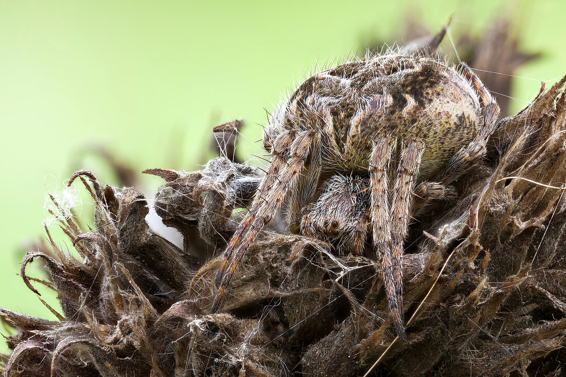 Camouflaged orb weaver spider