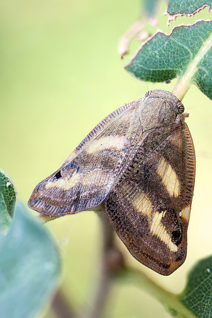 Leaf hopper