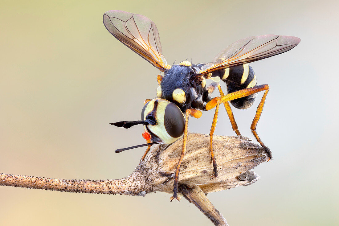 Wasp mimick Conopid fly