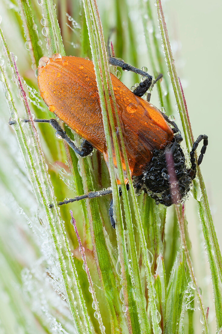 Darkling beetle