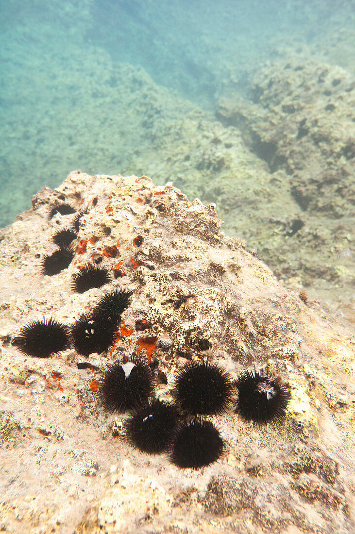 Sea urchins