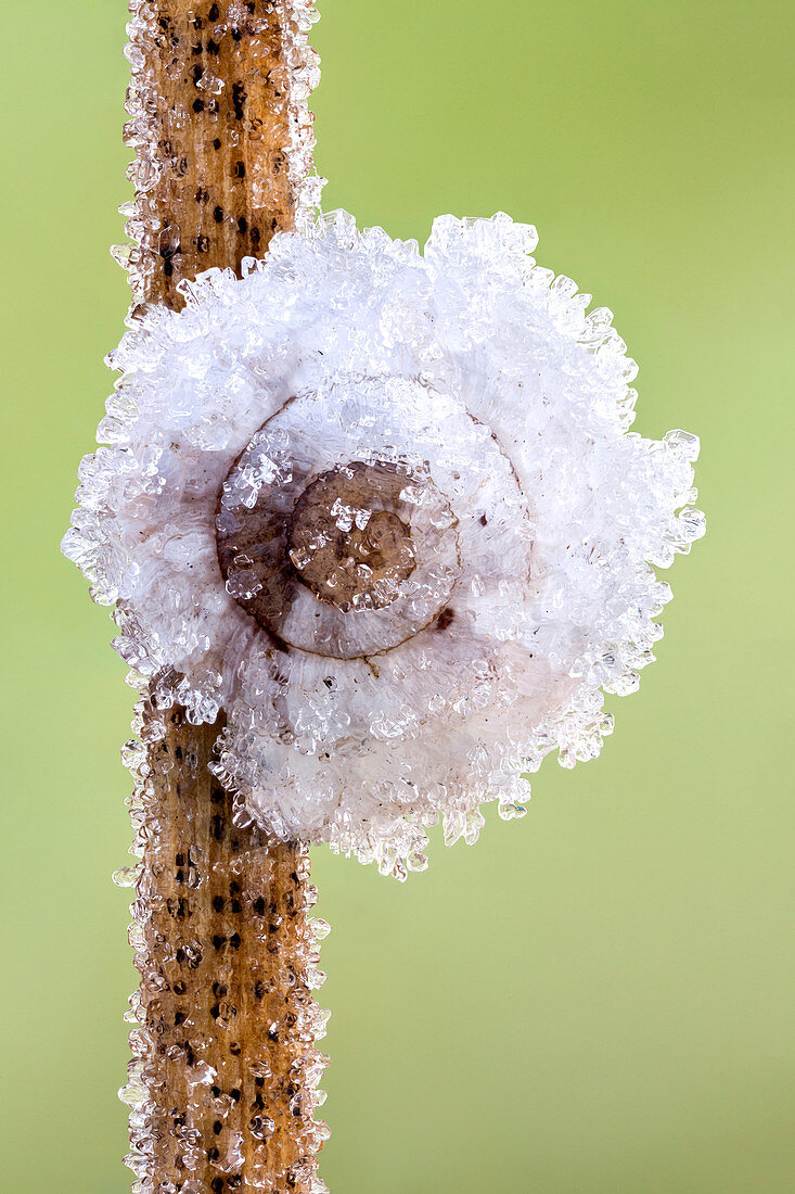Frost-covered snail