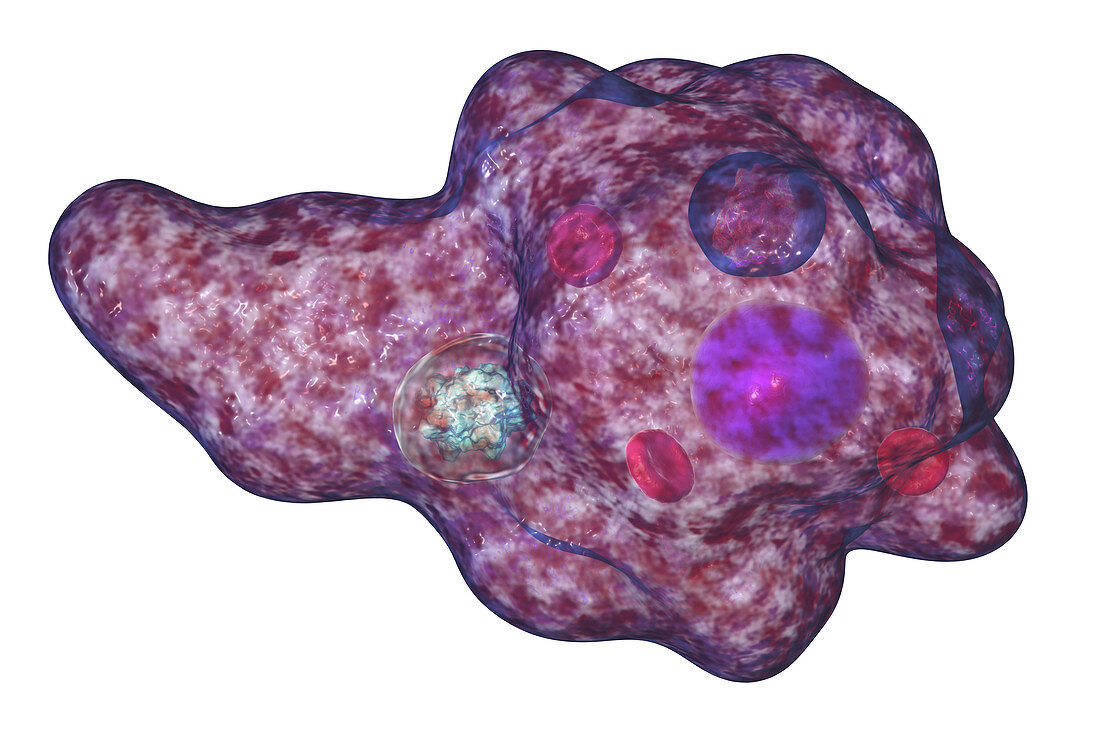 Parasitic amoeba, illustration