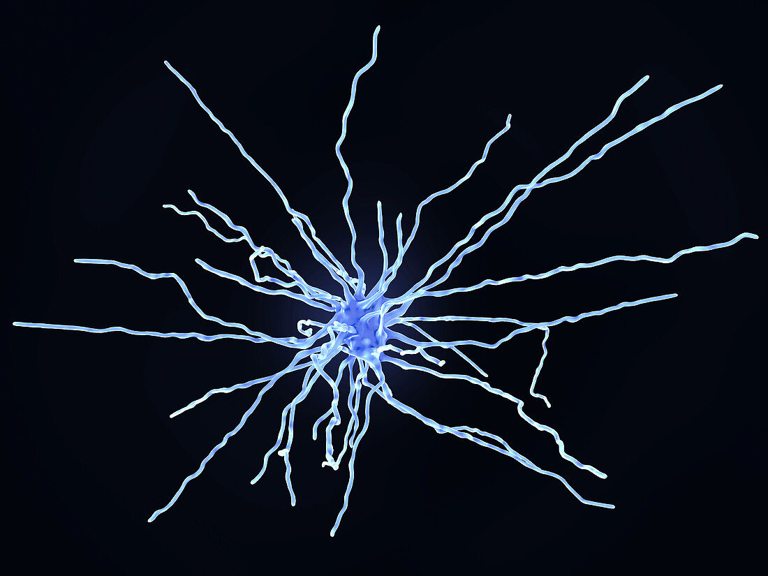 Fibrous astrocyte, illustration