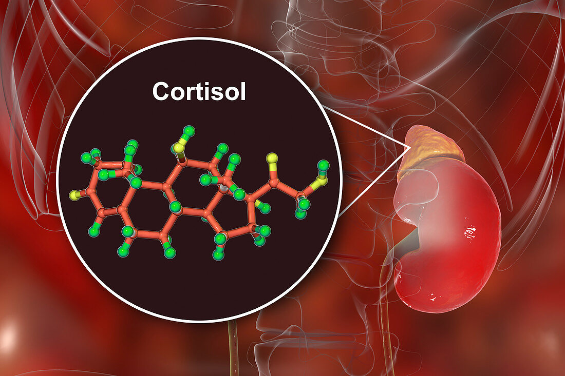 Hormone cortisol molecule and adrenal gland, illustration