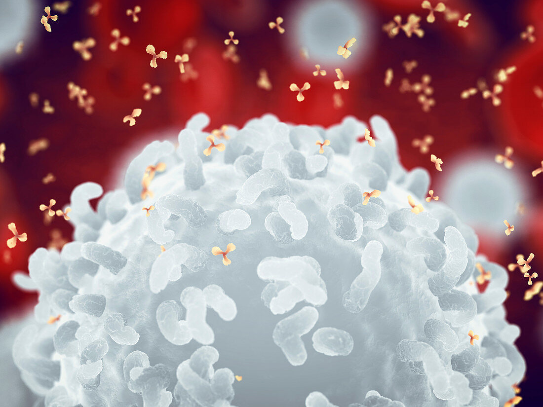 White blood cells and antibodies, illustration