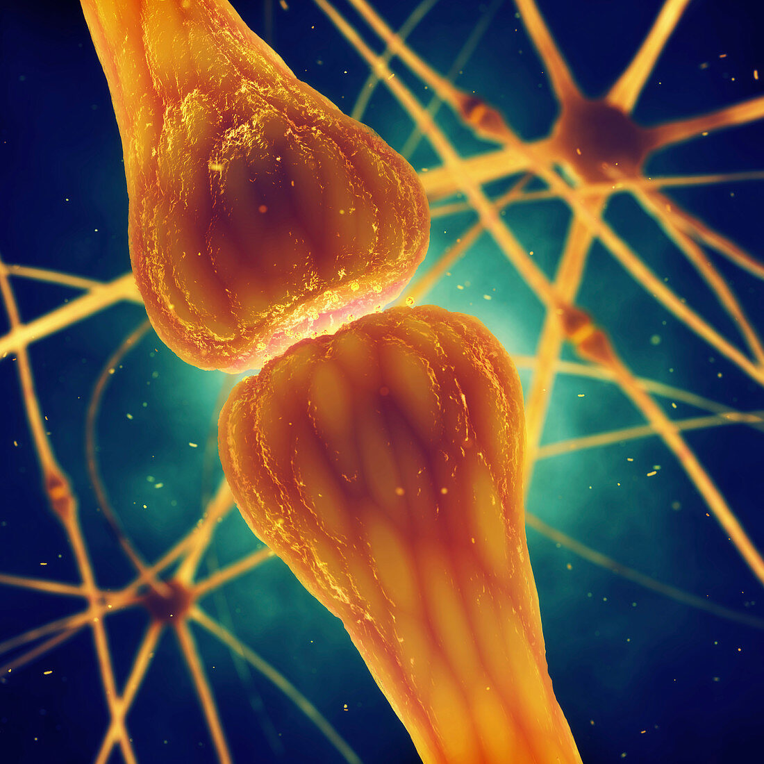 Nerve cells, illustration