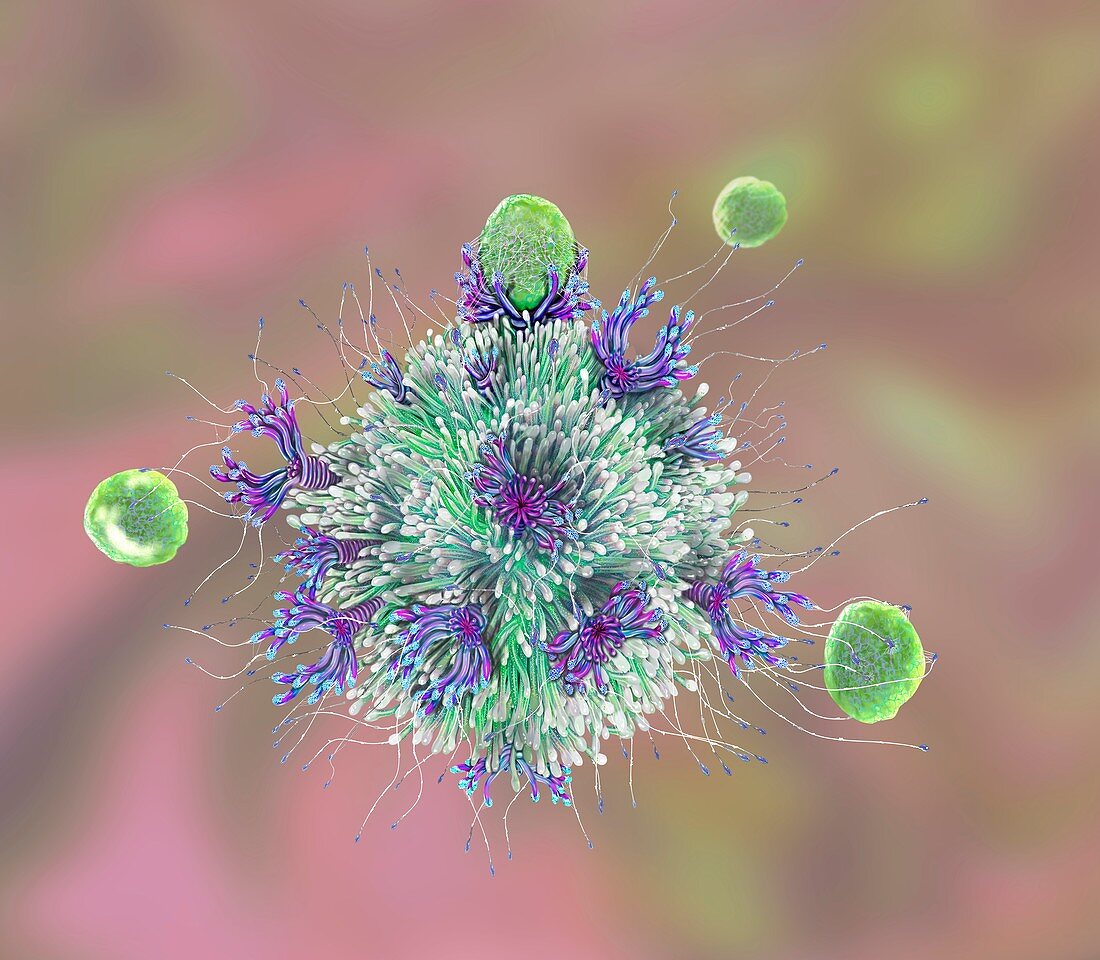 T cell binding antigen, illustration