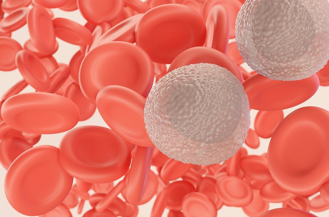 White blood cells and red blood cells, illustration