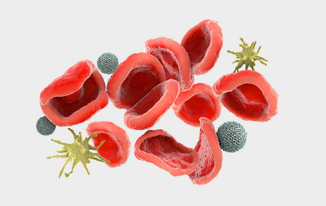 Blood cells, illustration