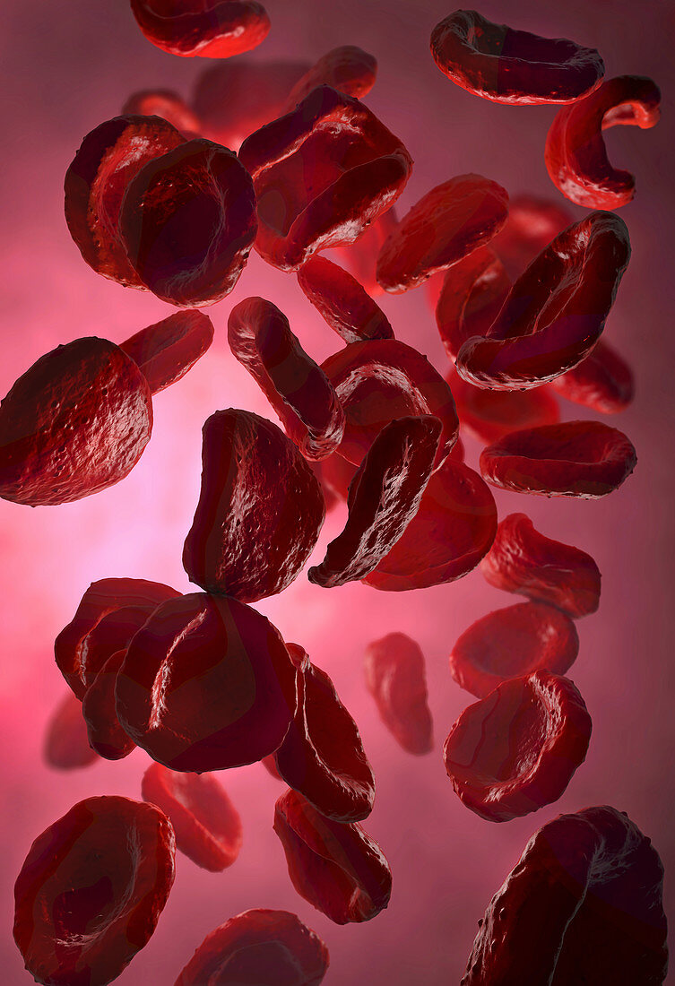 Red blood cells, illustration