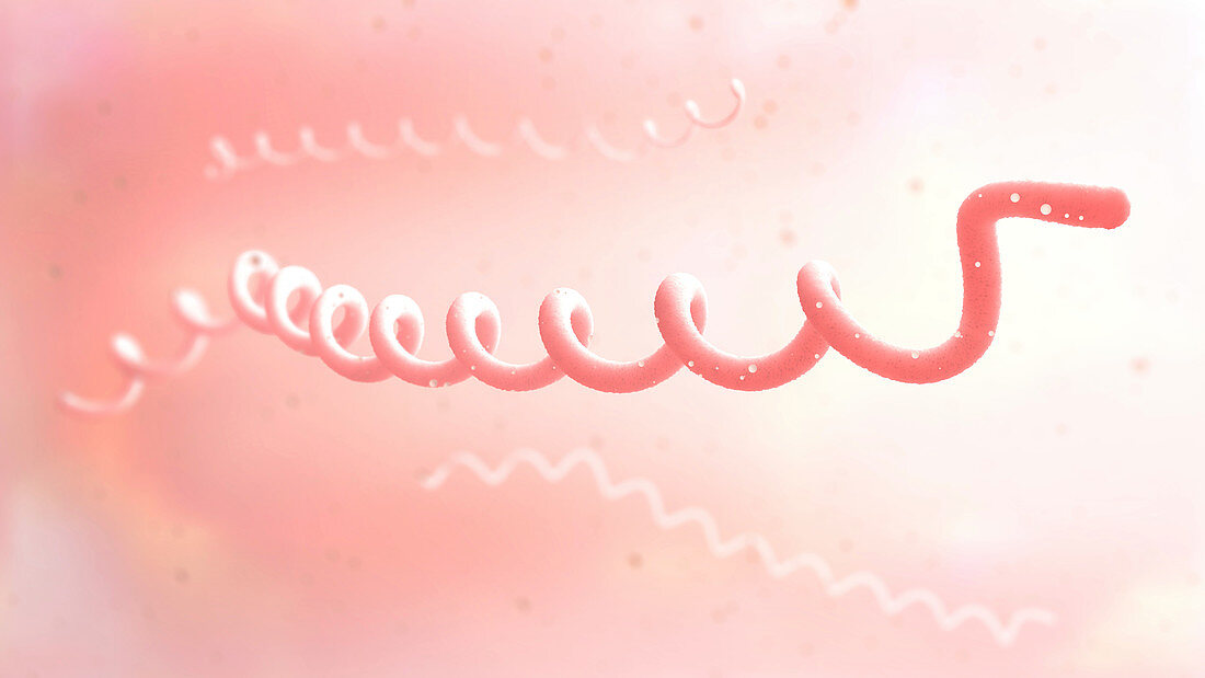 Lyme disease bacteria, illustration