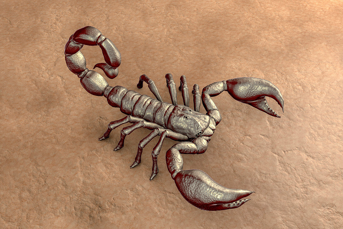 Scorpion, illustration
