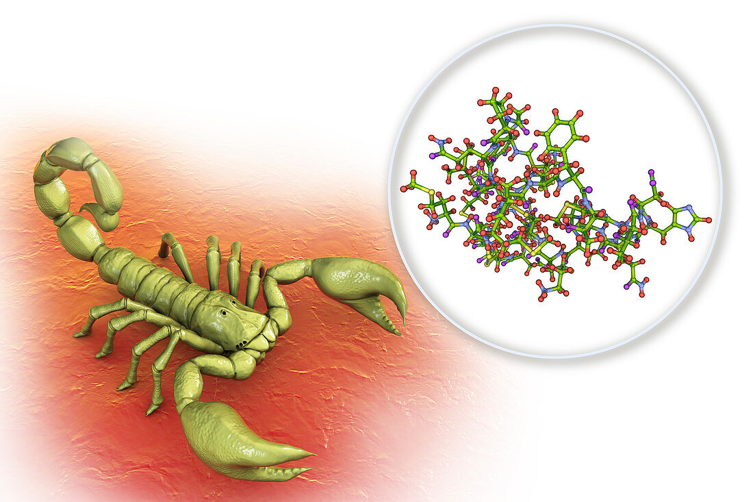 Molecule of scorpion chlorotoxin, composite image