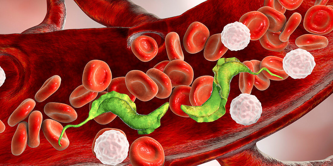 Chagas disease parasite, illustration