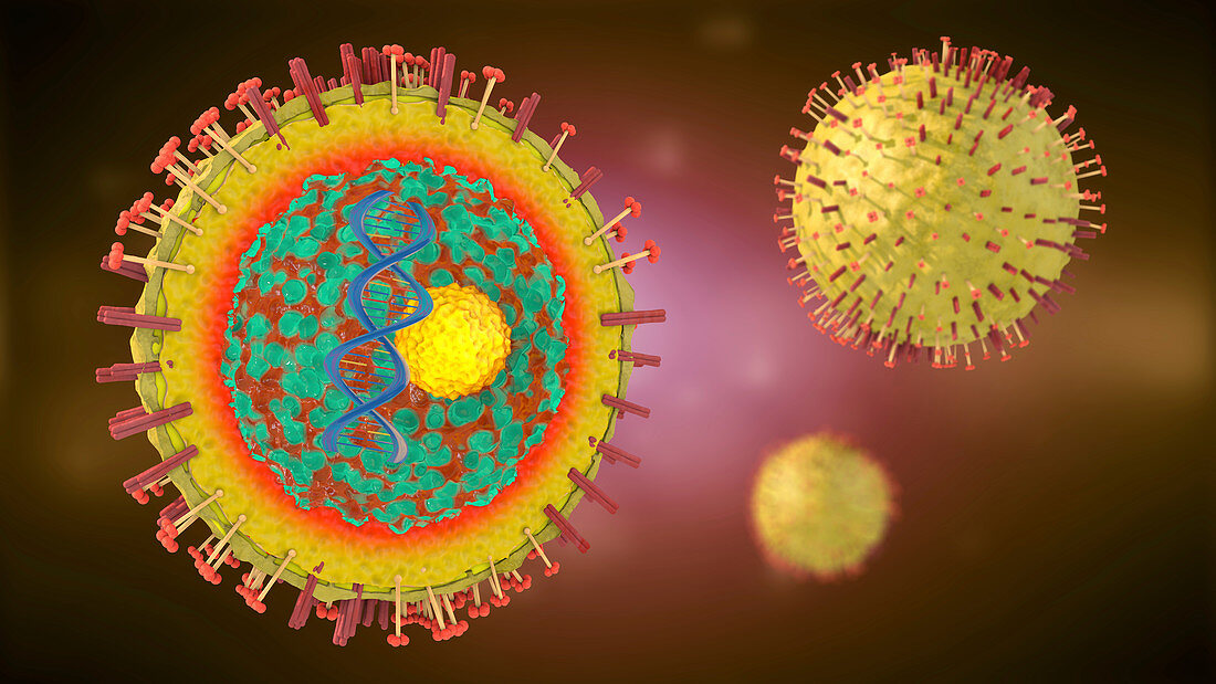 Hepatitis virus, illustration