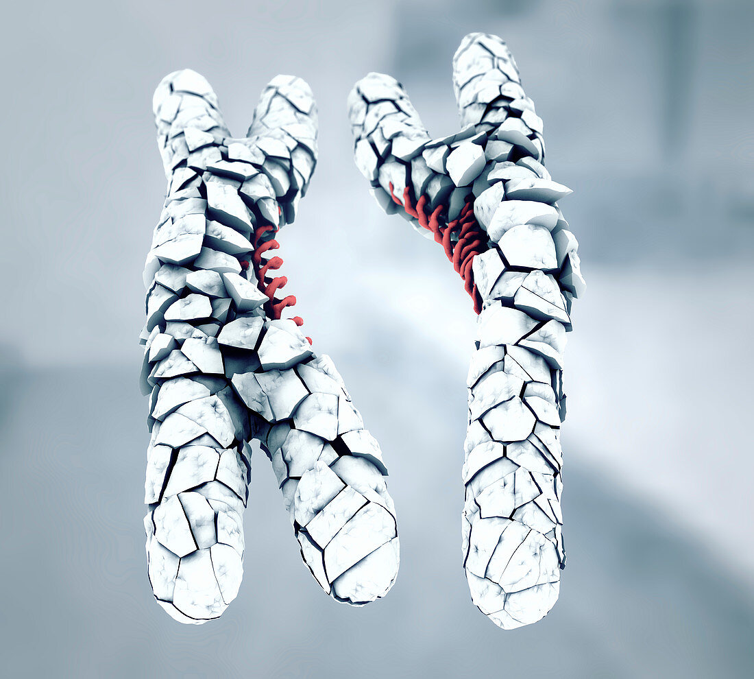 Defective X and Y chromosomes, illustration