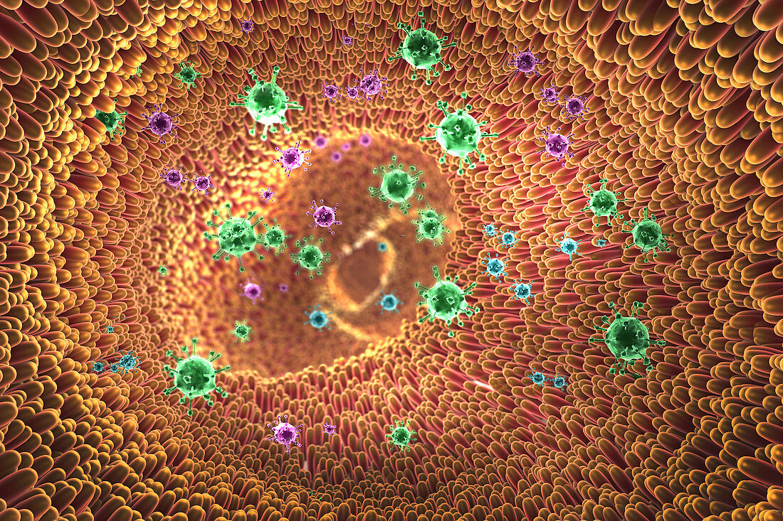 Viruses infecting intestines, illustration
