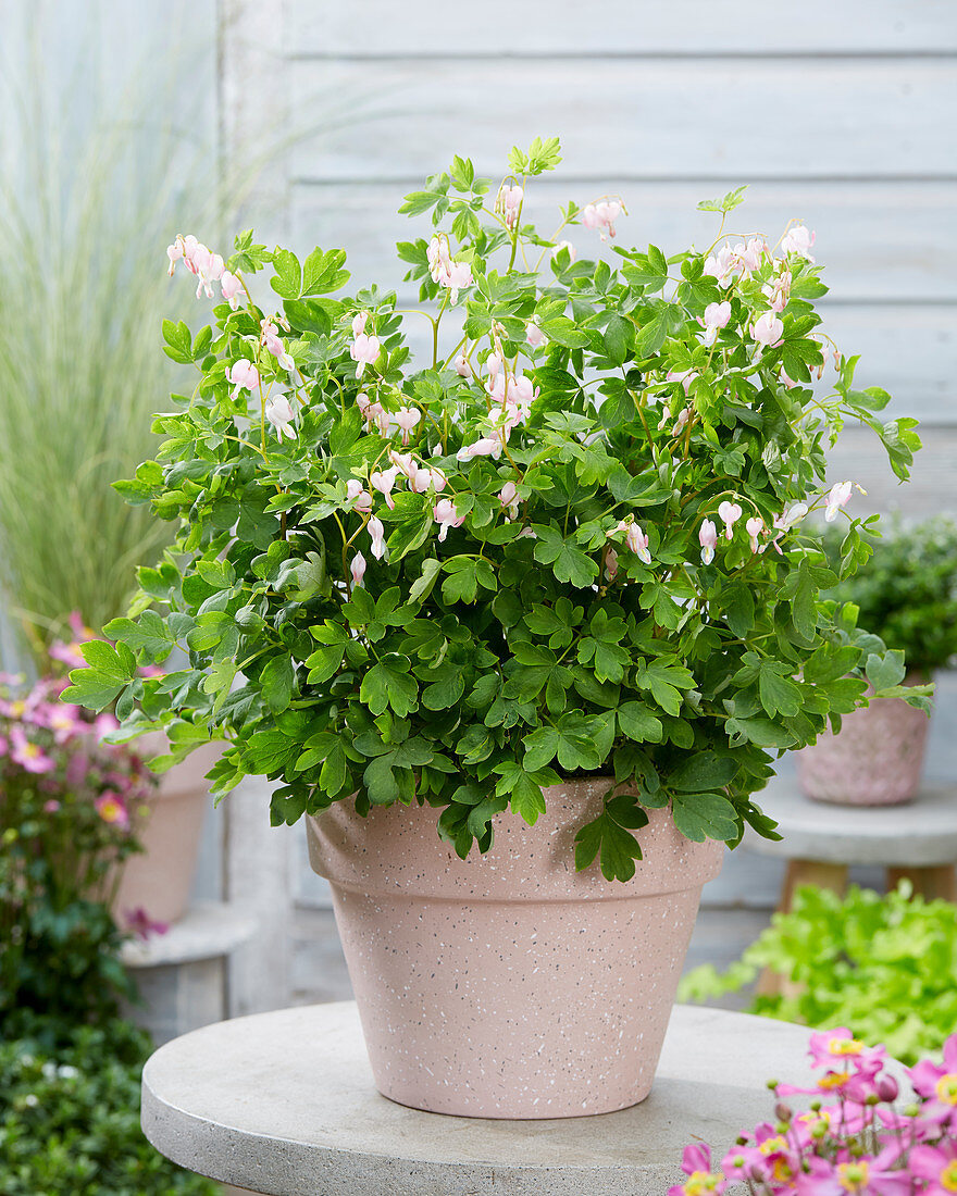 Dicentra spectabilis Cupid ®