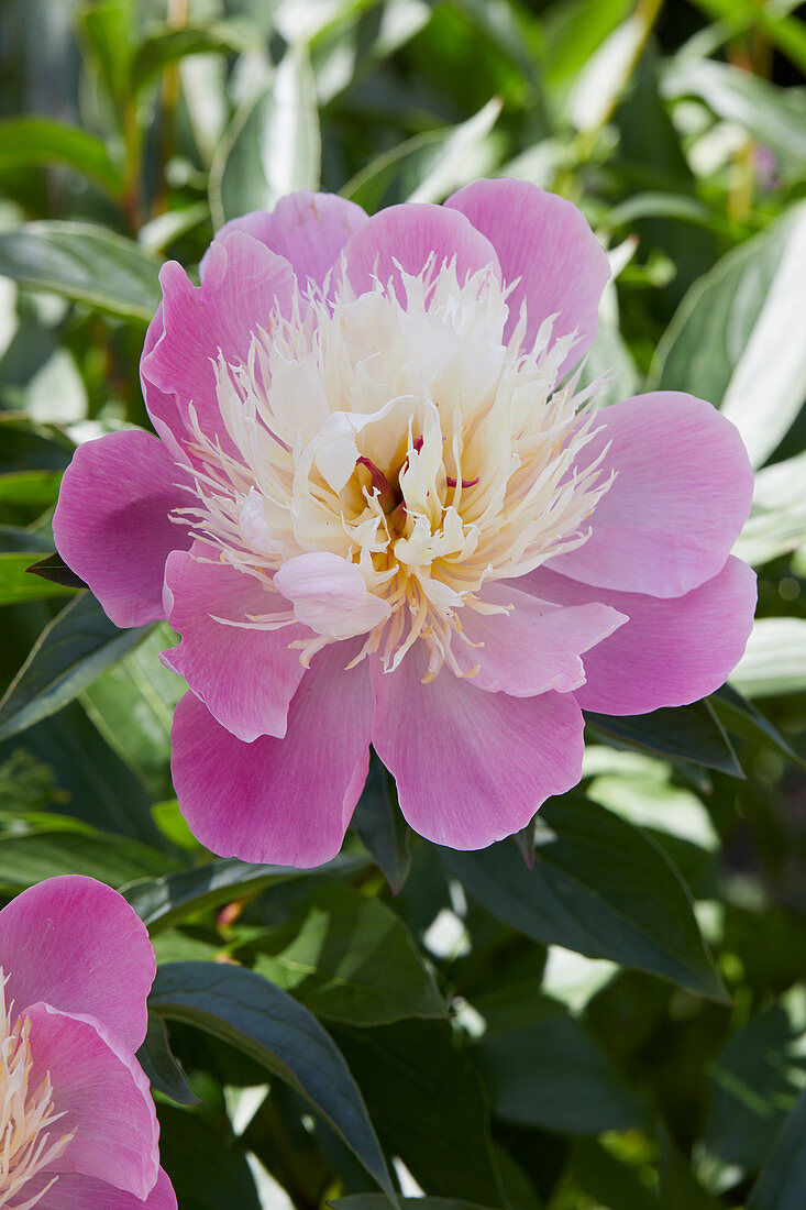 Paeonia 'Bowl of Beauty'