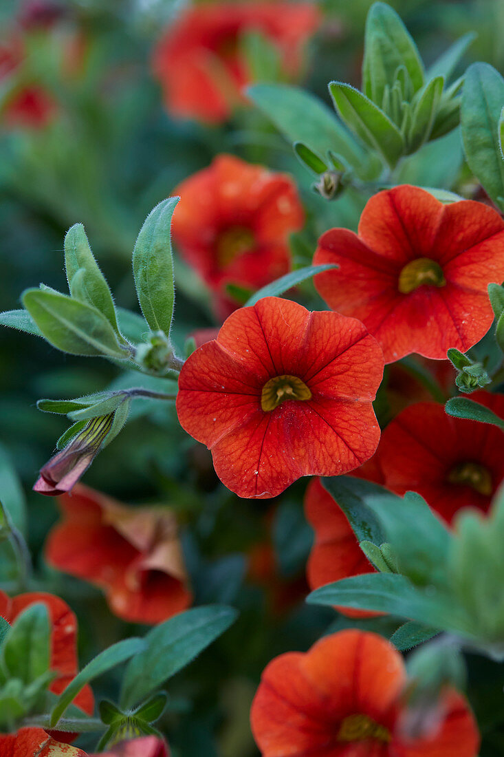 Calibrachoa Cabaret Orange Deep