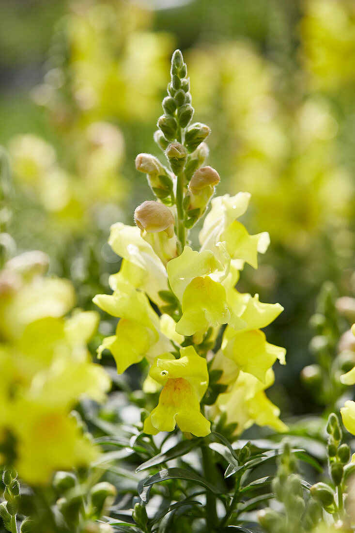 Antirrhinum majus 'Pirouette Yellow'