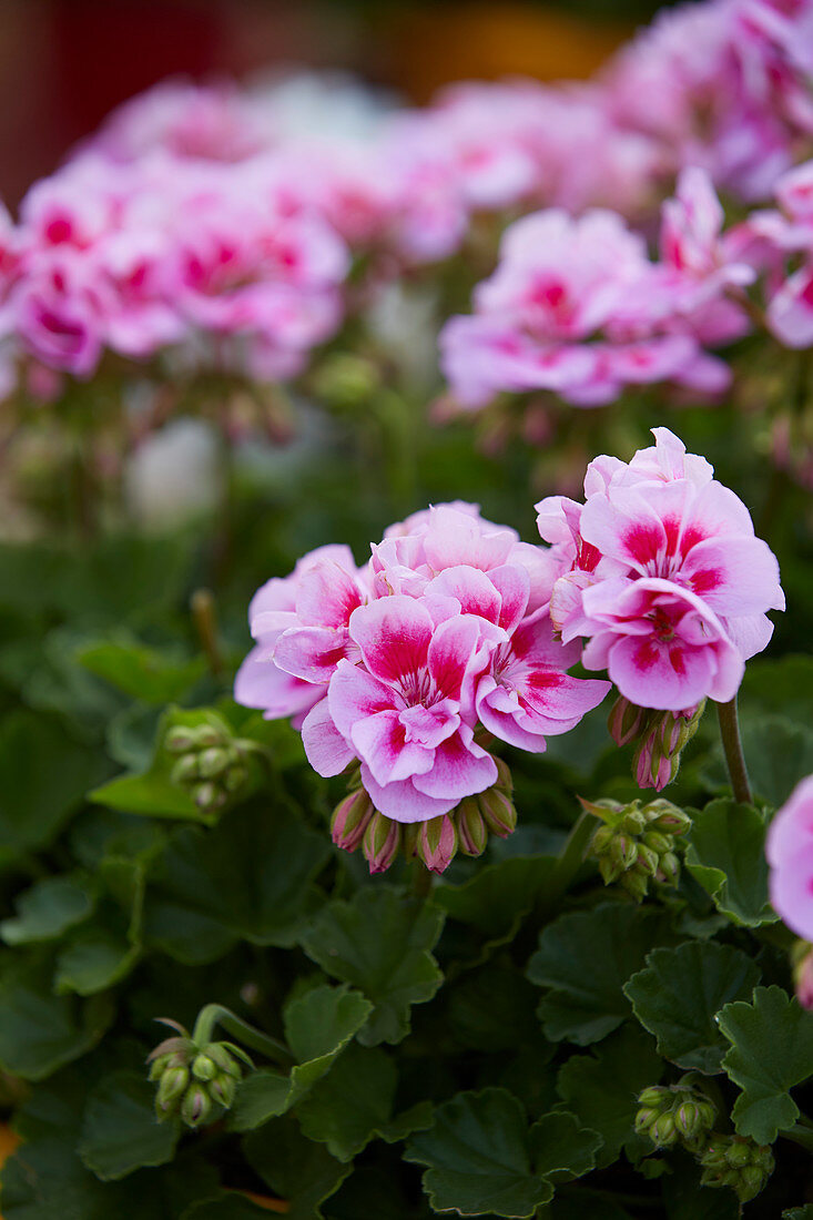 Pelargonium 'Trend GX Vera Pink'