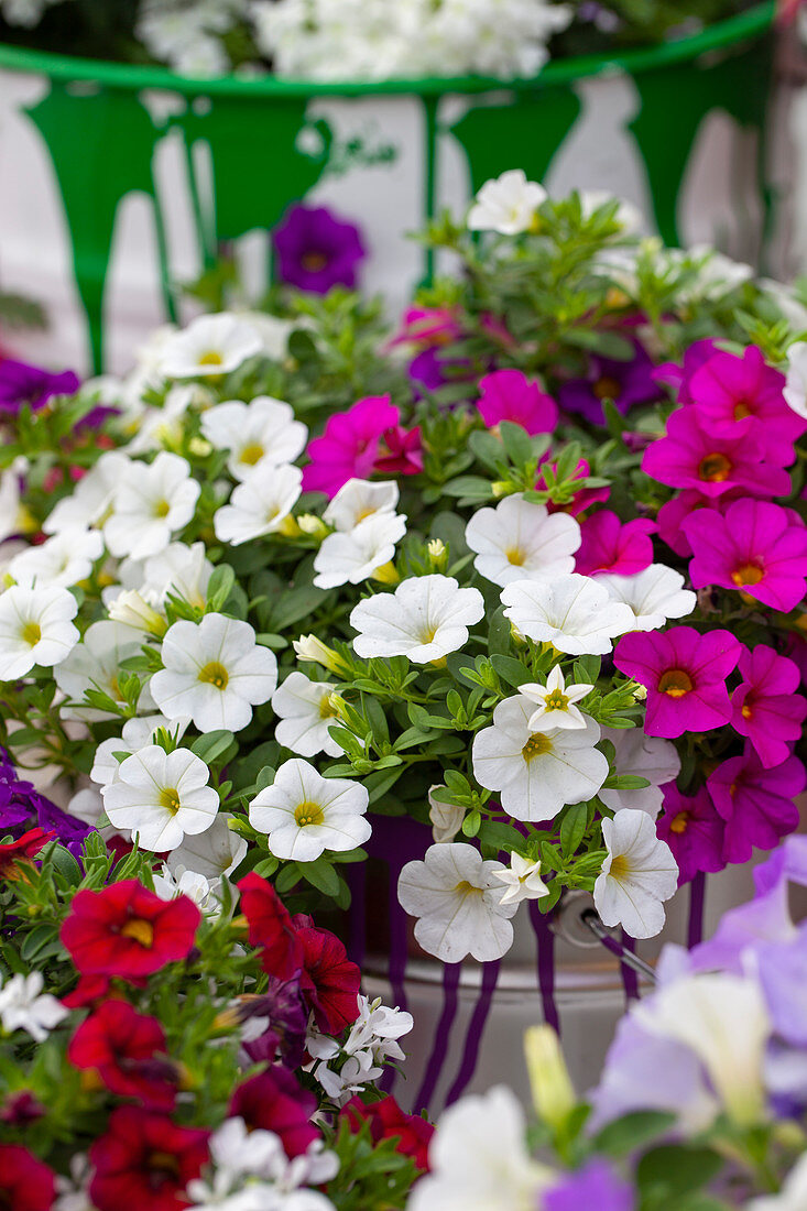 Petunia MultiColours 