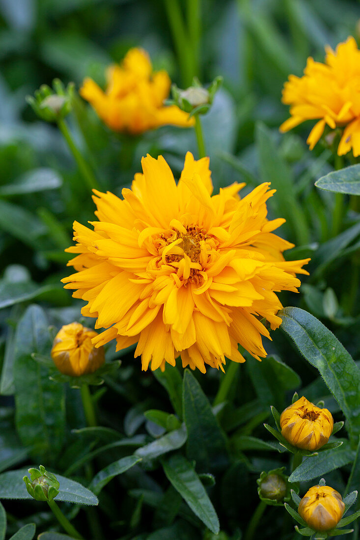 Coreopsis grandiflora 'Double The Sun'