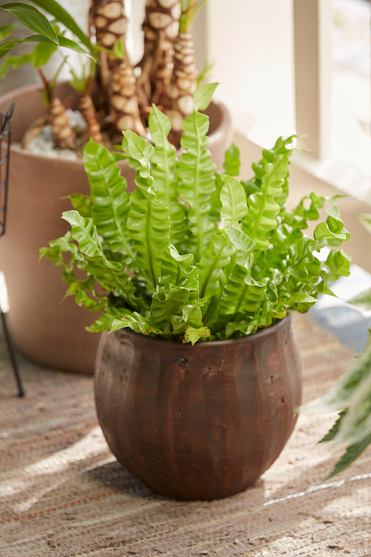 Asplenium nidus 'Crispy Wave'