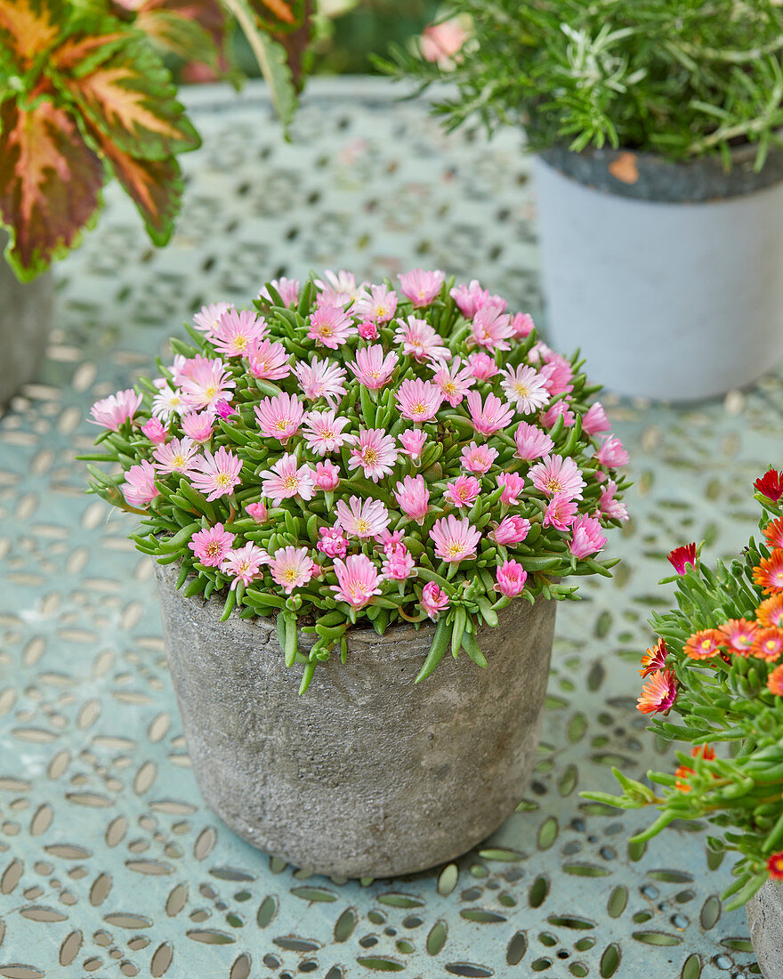 Delosperma 'Light Pink'