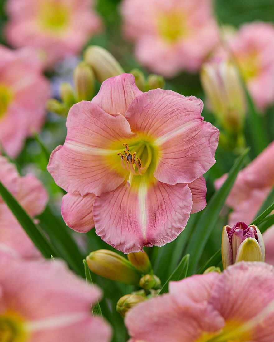 Hemerocallis Lavender Tonic