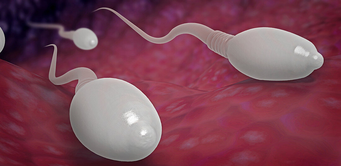 Sperm cells in reproductive tract, illustration