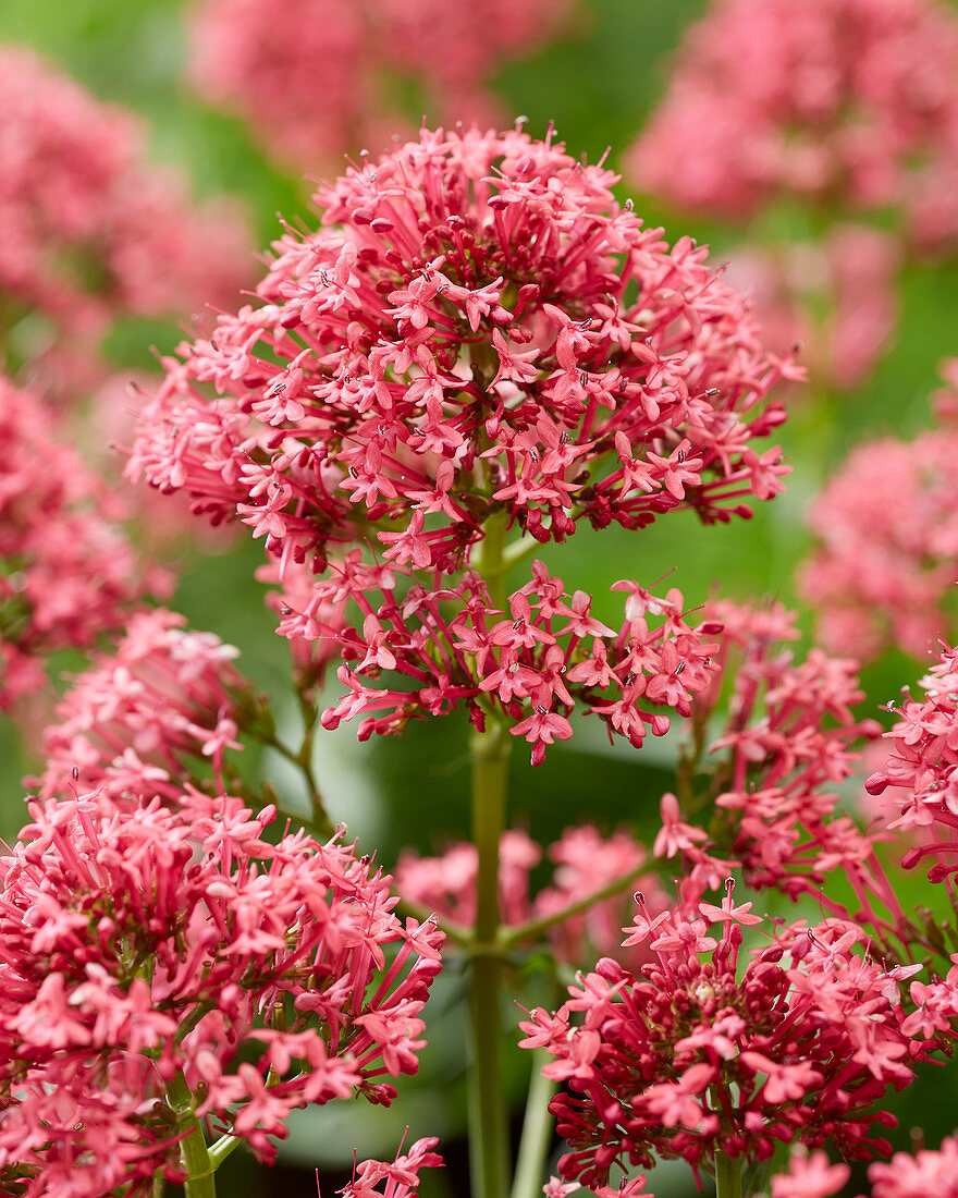 Centranthus ruber 'Coccineus'