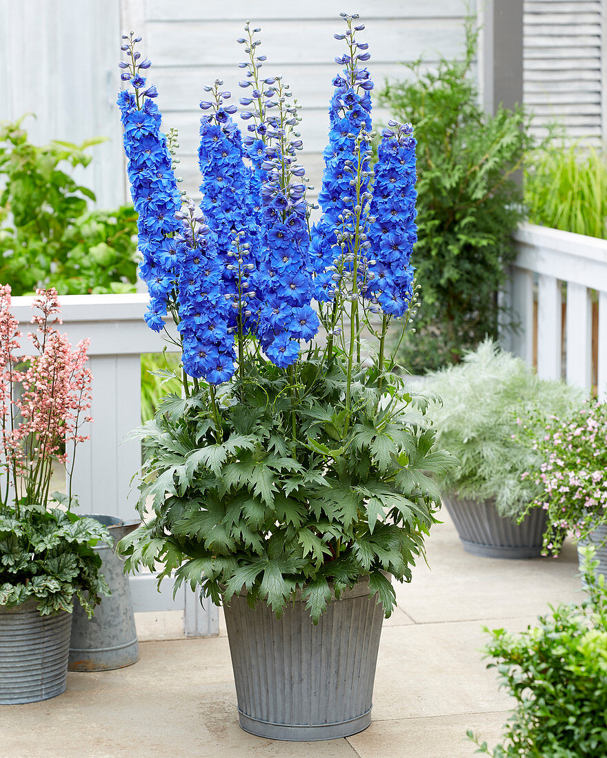 Delphinium Paramo Azul