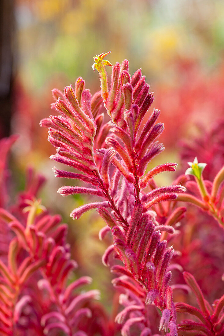 Anigozanthos rot