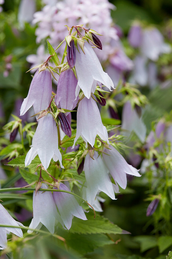 Campanula Iridescent Bells