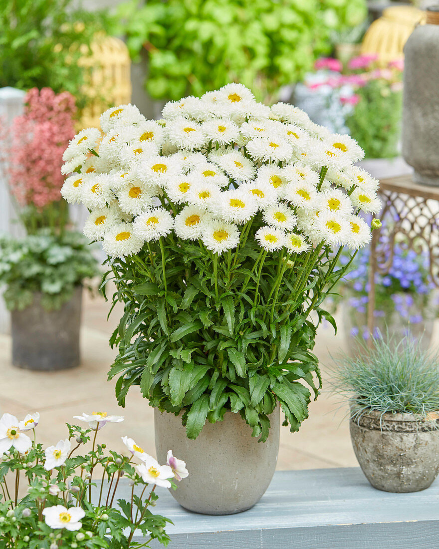 Leucanthemum 'Engelina'