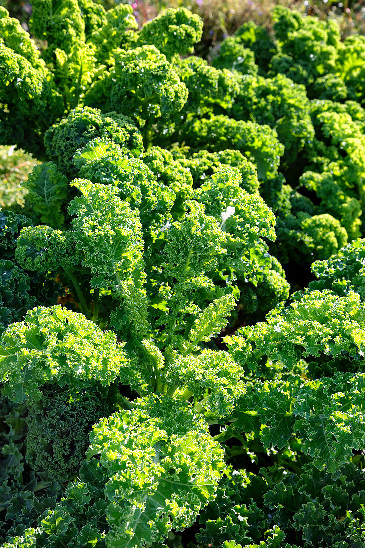 Kale in the field