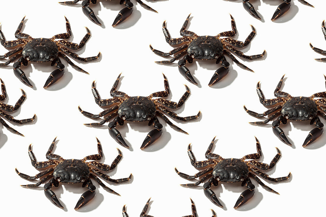 Brown crabs on white background