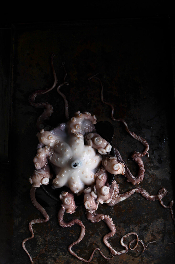 Octopus