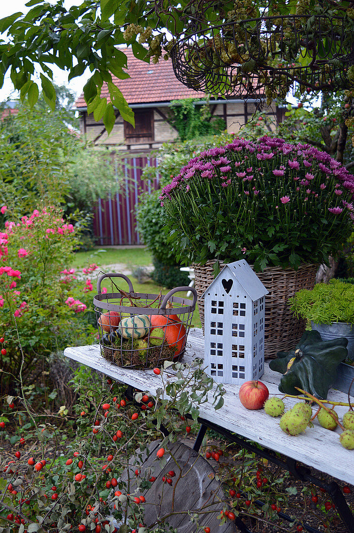Autumn decoration with chrysanthemum and basket with pumpkins, a bouquet with rosehip twigs