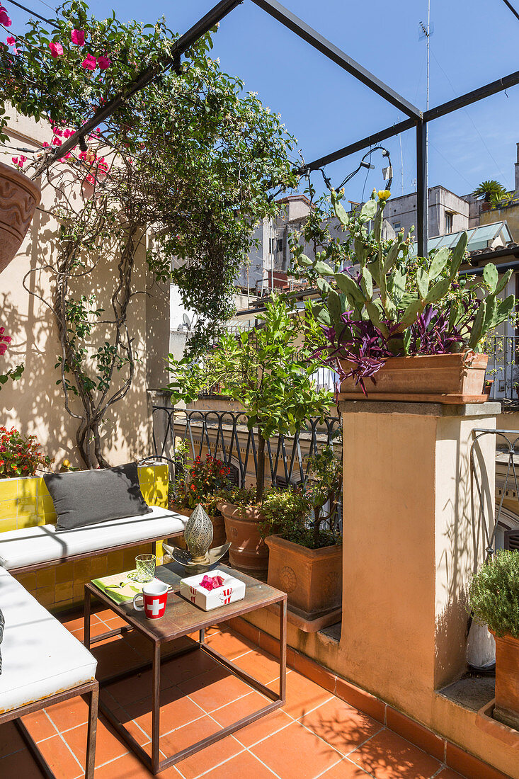 Small urban balcony with boxy iron furniture, Mediterranean potted plants and climbing plants on pergola