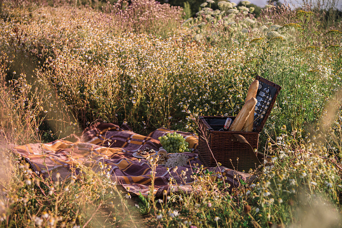 A picnic in a wildflower meadow